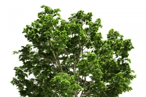 太阳下树木高清PNG透明动植物设计素材免费下载