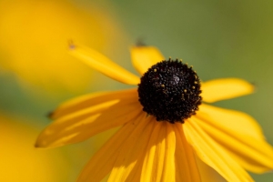  rudbeckia 花 花瓣 模糊 黄色 宏观 4k壁纸 3840x2160