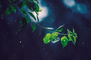 树枝 眩光 树叶 雨水 4k壁纸 3840x2160