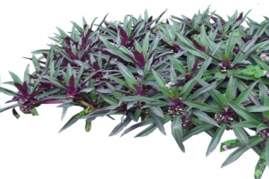 多绿叶PNG免抠透明背景