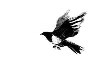 鸟