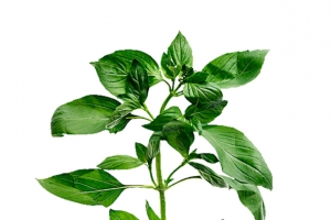 红辣椒树