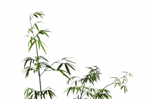 新竹竹叶图案 中国风手绘竹子