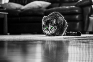 猫 绿眼睛 黑白 4k壁纸 3840x2160