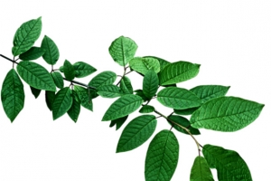 绿植叶子素材
