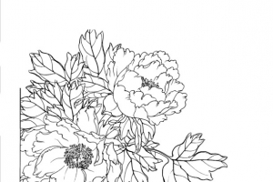 牡丹花线稿白描