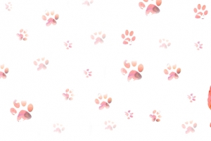 猫咪手绘白色banner