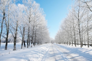 高清摄影合成效果白色的雪地森林