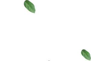 绿叶漂浮