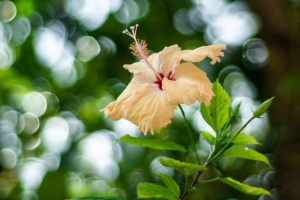 木槿 花 开花 植物 模糊 散焦 4k壁纸 3840x2160