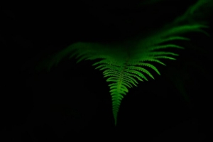 蕨类植物 叶子 绿色 深色 宏观 4k壁纸 3840x2160