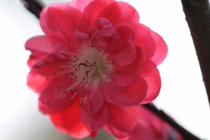 梅花高清图片