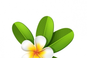 绿叶配小白花
