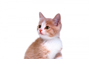 可爱的小猫