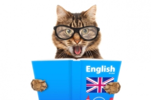 可爱猫咪