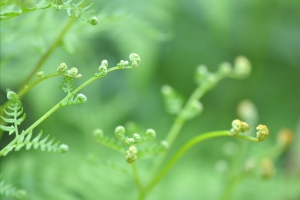 蕨菜图片素材