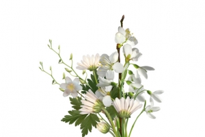 一束鲜花