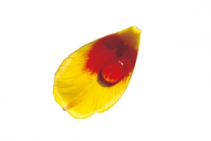 黄色花瓣