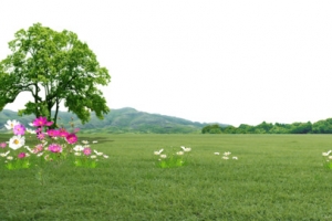 草原花和树