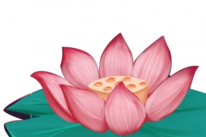 中国风插画类手绘荷花
