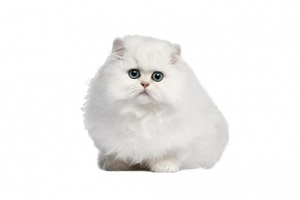 白色波斯猫