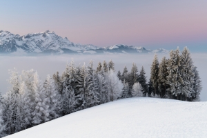 冬天雪山,雾,树木自然风景图片