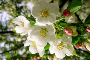 苹果树 白色苹果花图片