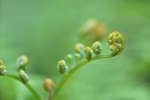 蕨菜图片