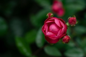 玫瑰 芽 模糊 红色 4k壁纸 3840x2160