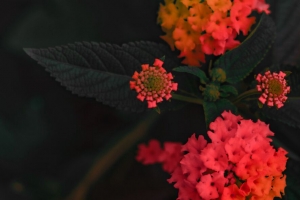 马 花 橙色 伞形花序 灌木 开花 4k壁纸 3840x2160