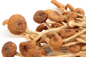 茶树菇素材