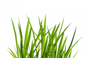 绿色青草植物