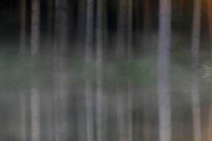 森林光照 树木 水 倒影 5760x1080三屏风景桌面壁纸