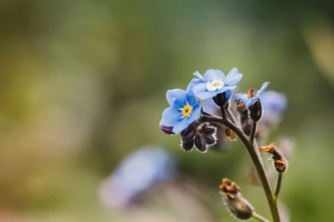  myosotis 花瓣 花蕾 花朵 4k壁纸 3840x2160