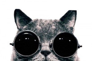 戴眼镜的酷猫咪
