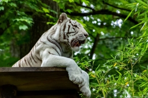 孟加拉虎 老虎 捕食者 动物 大猫 树叶 4k壁纸 3840x2160