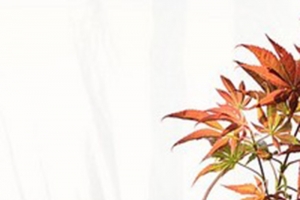 桌面花瓶素雅H5背景图