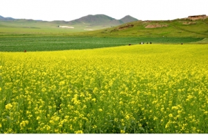 油菜花海