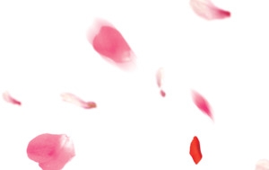 花瓣掉落