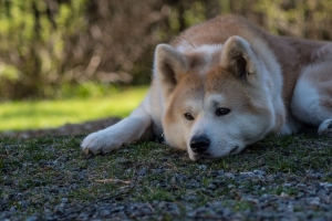  shiba inu 狗 宠物 一瞥 悲伤的 4k壁纸 3840x2160
