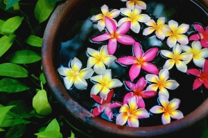 水缸,水,花,花瓣图片