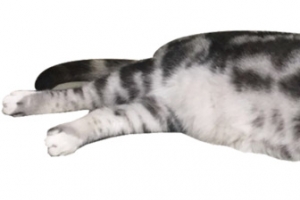 可爱的美短小猫