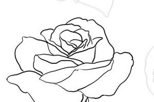 线描玫瑰花