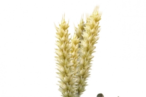 金属小麦老鼠