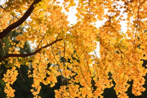 秋天银杏4K高清壁纸 3840x2160免费下载