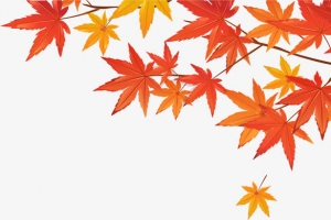 秋天黄色叶子枫叶树枝