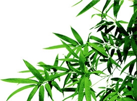 绿色竹叶清新端午装饰