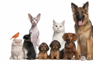 可爱动物 狗 猫 兔子 小鸟 4k 电脑 壁纸