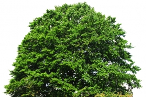 绿色植物茂盛大树 夏日乘凉