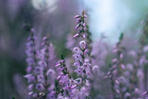  calluna vulgaris 花 芽 紫色 4k壁纸 3840x2160